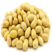 Canary Beans