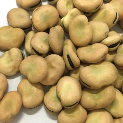 Fava Beans
