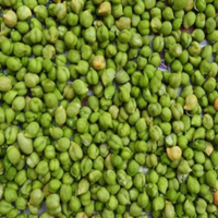 Green Chickpeas (Hara Chana)