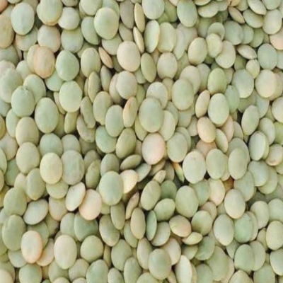 Green Lentil (Laird)