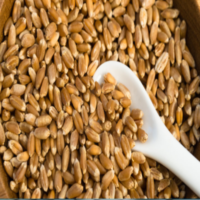 Hard Wheat