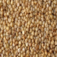 Jowar - Sorghum