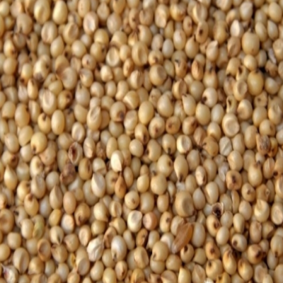 Jowar - Sorghum