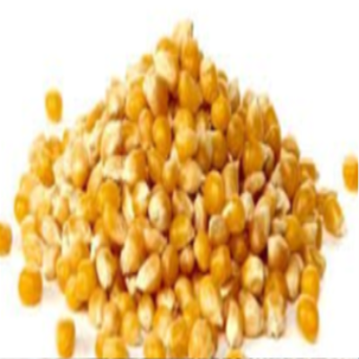 Corn Kernels