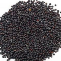 Mustard Seeds