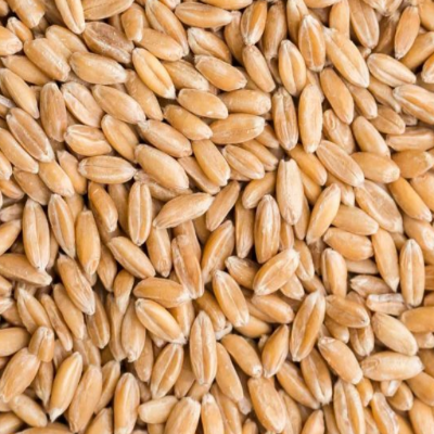 Organic Spelt Kernels