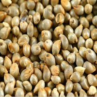Pearl Millet (Bajri)