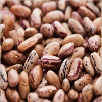 Pinto Beans