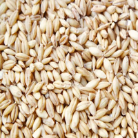 Pot Barley