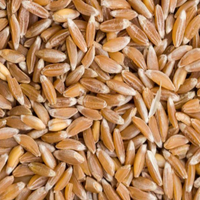 Farro