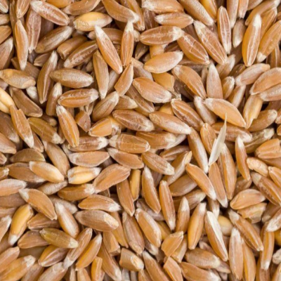 Farro