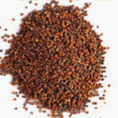 Finger Millet (Ragi)