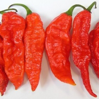 Ghost Chillies Whole (2 Pcs)