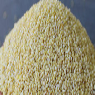 Little Millet
