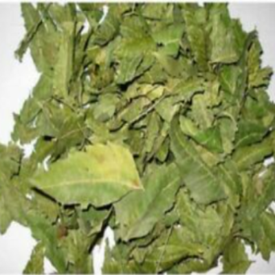 Neem Leaves