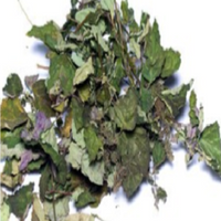 Patchouli Leaves